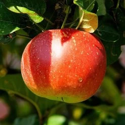 Cross-Pollinating Apple Collection | Bramley, Gala & Discovery -Outdoor Plant Store FRU0243 2 538669d9 655b 4465 bbf2 b20b42c56acb