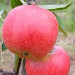 Endless Apples Collection | Scrumptious, Braeburn Hillwell, James Grieve & Red Windsor -Outdoor Plant Store FRU0249 2 e79afb67 2342 44c2 b0ae 7b2886fa4f48