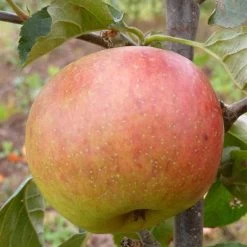 Blenheim Orange Apple Tree 8 Blenheim Orange Apple Tree -Outdoor Plant Store FRU0251 2 81b3a863 6dae 43dd 8704 0134ff45b6ac