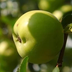 Cross-Pollinating Apple Collection | Bramley, Gala & Discovery -Outdoor Plant Store FRU0258 1 1c5a50b9 754b 4cc8 8adc f57761a228b4