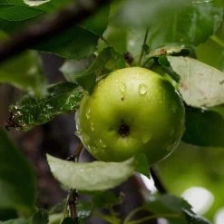 Cross-Pollinating Apple Collection | Bramley, Gala & Discovery -Outdoor Plant Store FRU0258 2 415ded96 6bc5 48a8 aecf 81de45f4f65c