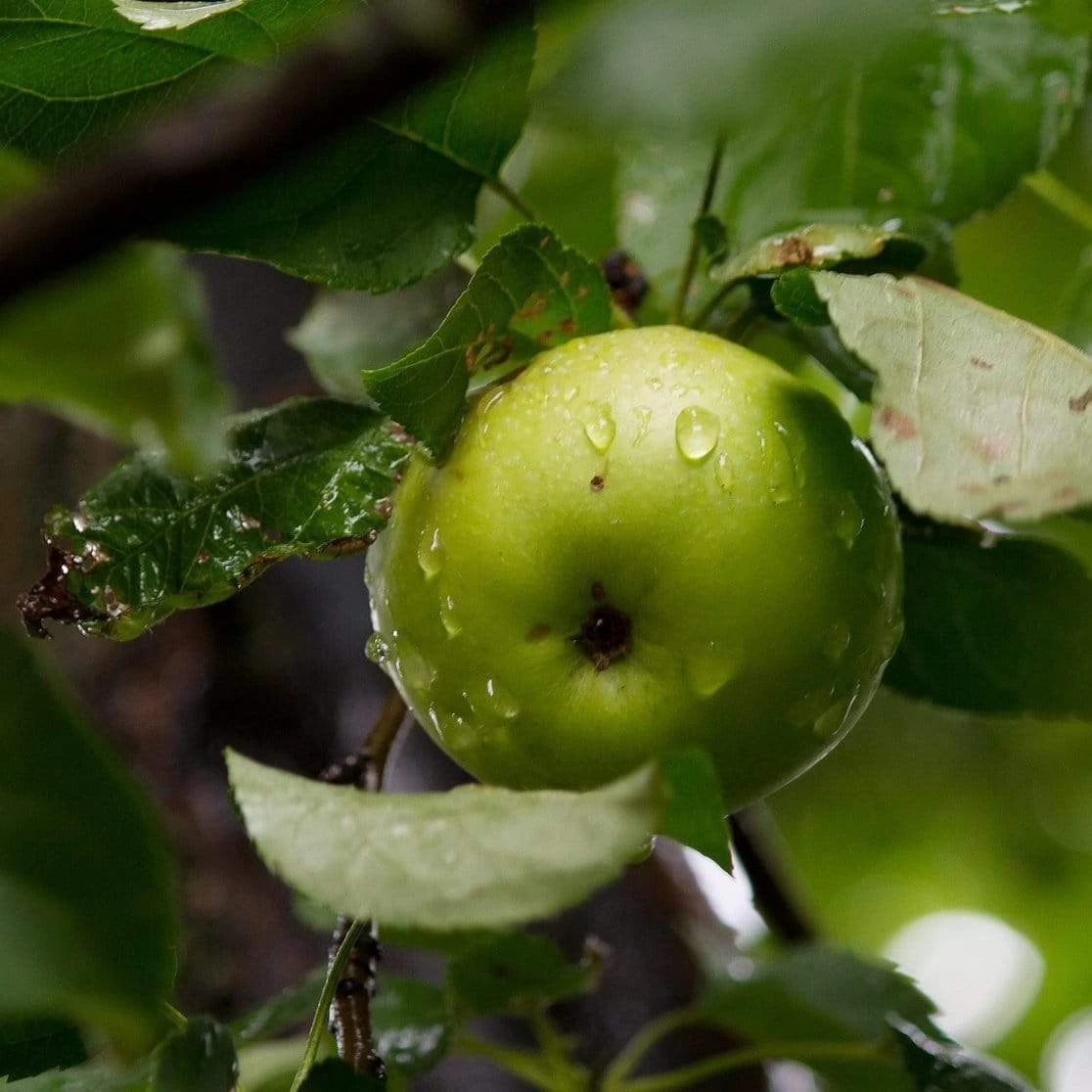 Bramley's Seedling Cordon Apple Tree 4 Bramley's Seedling Cordon Apple Tree - Image 2