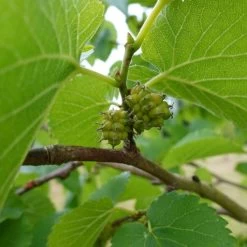 'King James' Mulberry Tree | Morus Nigra -Outdoor Plant Store FRU0380 7