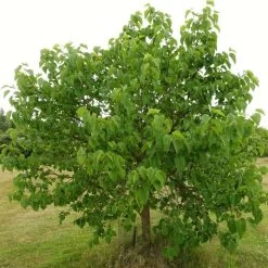 'King James' Mulberry Tree | Morus Nigra -Outdoor Plant Store FRU0380 8