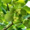 'Webb's Prize' Cobnut Tree | Corylus Avellana 1 'Webb's Prize' Cobnut Tree | Corylus Avellana -Outdoor Plant Store FRU0389 2