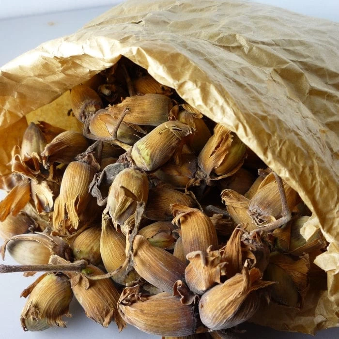 'Kentish Cob' / 'Lambert's Filbert' / 'Longue' Cobnut Tree 4 'Kentish Cob' / 'Lambert's Filbert' / 'Longue' Cobnut Tree - Image 2