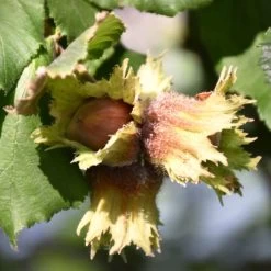 'Pearson's Prolific' / 'Nottingham Early' Filbert Tree -Outdoor Plant Store FRU0398 3