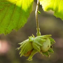 'Pearson's Prolific' / 'Nottingham Early' Filbert Tree -Outdoor Plant Store FRU0398 4