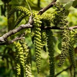 Walnut Tree | Juglans Regia -Outdoor Plant Store FRU0410 3