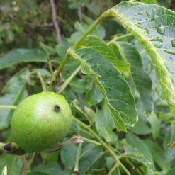 Walnut Tree | Juglans Regia -Outdoor Plant Store FRU0410 4