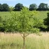 'Broadview' Walnut Tree -Outdoor Plant Store FRU0412 1