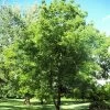 'Lara' Walnut Tree 1 'Lara' Walnut Tree -Outdoor Plant Store FRU0414 1