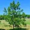 'Europa' Walnut Tree -Outdoor Plant Store FRU0416 1