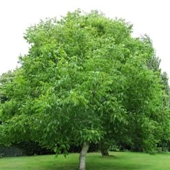 'Europa' Walnut Tree -Outdoor Plant Store FRU0416 4
