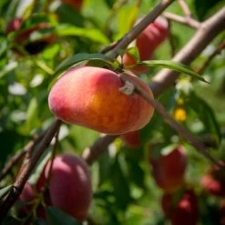 'Saturne' Peach Tree -Outdoor Plant Store FRU0422 2