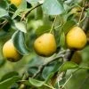 'Petite Poire' Pear Tree -Outdoor Plant Store FRU0428 1