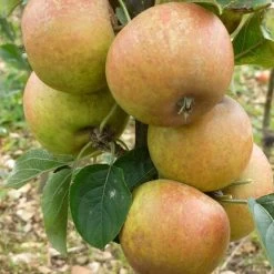 'Ashmeads Kernel' Apple Tree 14 'Ashmeads Kernel' Apple Tree -Outdoor Plant Store FRU0448 2