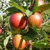 'Ellisons Orange' Apple Tree 2 'Ellisons Orange' Apple Tree -Outdoor Plant Store FRU0452 1