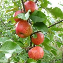 'Pixie' Apple Tree -Outdoor Plant Store FRU0459 3