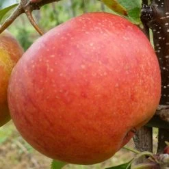 'Rubinette' Apple Tree -Outdoor Plant Store FRU0464 1