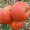 'Rubinette' Apple Tree -Outdoor Plant Store FRU0464 2