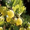 Hinnonmaki Yellow' Gooseberry Bush -Outdoor Plant Store FRU0474 1