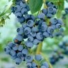 Ozarkblue' Blueberry Bush -Outdoor Plant Store FRU0485 1