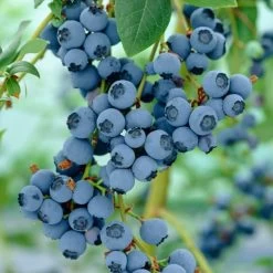 Ozarkblue' Blueberry Bush