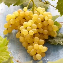 'Muscat Of Alexandria' Grape Vine -Outdoor Plant Store FRU0492 3