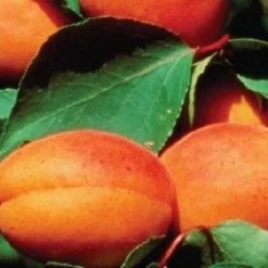 'Alfred' Apricot Tree -Outdoor Plant Store FRU0514 3