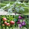 3 Super Easy To Grow Fruit Trees | Apple, Fig & Plum -Outdoor Plant Store FRUCOL10 1