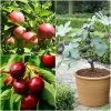 The 3 Best Fruit Trees For Small Gardens | Apple, Cherry & Fig -Outdoor Plant Store FRUCOL12newmain