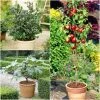 The 3 Best Fruits To Grow In Pots | Nectarine, Fig & Blueberry -Outdoor Plant Store FRUCOL13 newmain1