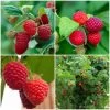 Award Winning Raspberry Canes | Growers' Choice -Outdoor Plant Store FRUCOL7 1