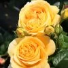 'Global Beauty (Candlelight)' Hybrid Tea Rose -Outdoor Plant Store Global Beauty 1