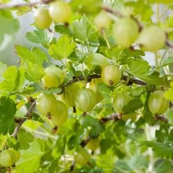 Complete Gooseberry Collection | Red, White & Green -Outdoor Plant Store Hinnonmaki green 6a0d7949 9e61 4ece b6f0 99bde4faad18