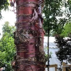 Single Stem Tibetan Cherry Tree | Prunus Serrula -Outdoor Plant Store IMG 2542 1