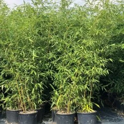 Golden Bamboo | Phyllostachys Aurea