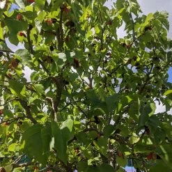 Repsime Mulberry Tree -Outdoor Plant Store IMG 20200726 121446