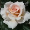 'Isn't She Lovely' Hybrid Tea Rose -Outdoor Plant Store ISN T SHE LOVELY 2 Diciluvit 6b1576e0 7cd2 424d b985 1a70f687b950