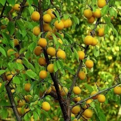 'Imperial Gage' Plum Tree -Outdoor Plant Store Imperial 3