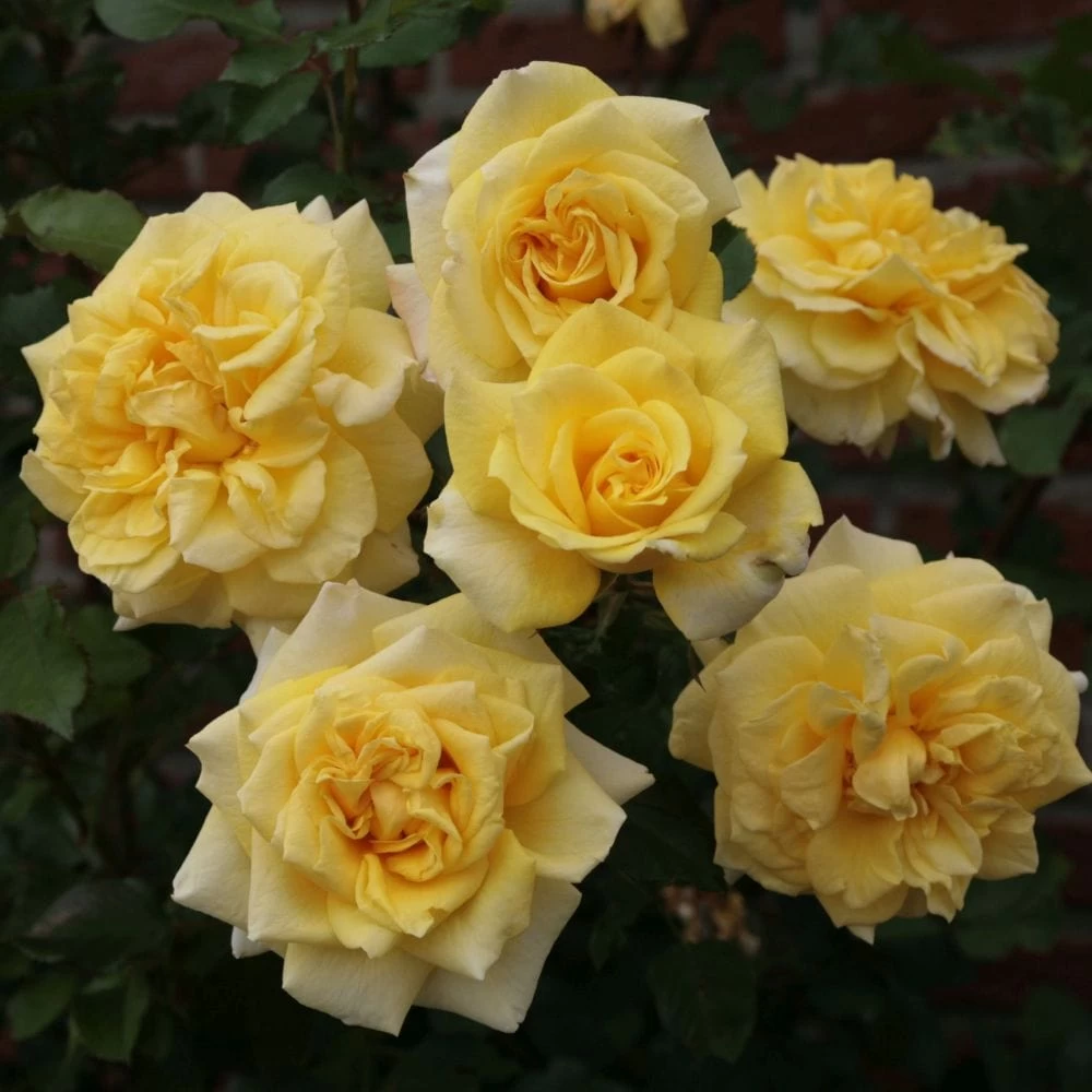 'Abbeyfield Gold' Hybrid Tea Rose 3 'Abbeyfield Gold' Hybrid Tea Rose