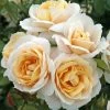 'Champagne Moment' Floribunda Rose -Outdoor Plant Store KORvanaber Champagne Moment 50f9e857 6b7c 4b1d 8f50 2ac0b2380701