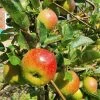 'Lord Lambourne' Apple Tree -Outdoor Plant Store LordLambourne 1