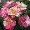 'Mind Games' Floribunda Rose 1 'Mind Games' Floribunda Rose -Outdoor Plant Store MIND GAMES Dickylie 6f7da30d 751d 40bf a5ac 4eef126b2d17