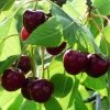 'Merchant' Cherry Tree -Outdoor Plant Store Merchant 1