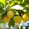 'Mirabelle Golden Sphere' Plum Tree -Outdoor Plant Store Mirabelle 1