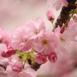 Kurilensis Ruby' Cherry Blossom Tree | Prunus Nipponica