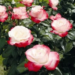 'Nostalgia' Hybrid Tea Rose -Outdoor Plant Store Nostalgie 4