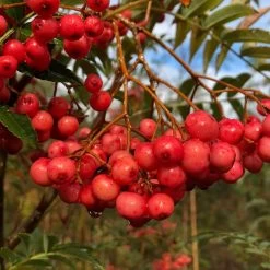 Vilmorinii Rowan Tree | Sorbus -Outdoor Plant Store ORN0001 1